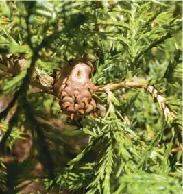  ?? MIRI TALABAC ?? A rust gall on juniper with spore “horns” just starting to emerge.