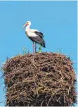  ??  ?? Der Weißstorch fühlt sich heimisch in der Region.