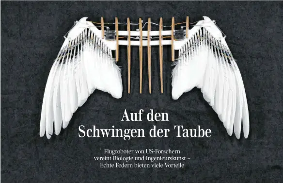  ?? FOTOS: LENTINK LAB/STANFORD UNIVERSITY/DPA ?? Natur trifft auf Technik: Der Flugrobote­r „PigeonBot“mit echten Taubenfede­rn kann mithilfe von künstliche­n Gelenken gesteuert werden.