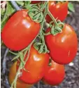  ?? Foto: dpa ?? Aus Tomaten lässt sich schnell eine le ckere Focaccia zubereiten.