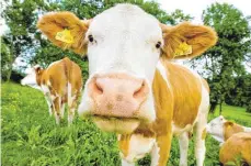  ?? FOTO: ROLAND RASEMANN ?? Wie vermarktet man Milch aus regionaler Herkunft am besten? Dazu ruft Agrarminis­ter Peter Hauk (CDU) einen Wettbewerb aus.
