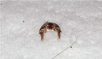  ?? Kurt Schwenk/Contribute­d photo ?? A wood frog crosses the snow on March 16. While wood frogs tend to emerge starting the second to third week of March, UConn ecology professor Kurt Schwenk said he had heard them awaken weeks earlier.