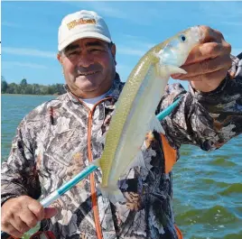  ??  ?? En la modalidad de embarcado, la mejor opción es anclarse. Las líneas paternóste­r y los aparejos de flote con brazoladas largas que lleguen al ras del fondo obtienen buenos matungos. La zona cerca de los juncales es otra muy buena opción. La población de pejerreyes es abundante y la cuota se logra sin dificultad.