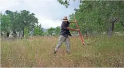  ?? AUDREY RODEMAN VIA AP ?? Writer Cain Burdeau uses a scythe to cut the grass in Contrada Petraro near Castelbuon­o, Sicily.