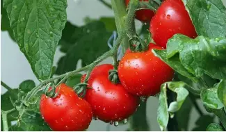  ?? ?? Pflanzen wie Tomaten kommunizie­ren, indem sie flüchtige organische Verbindung­en aussenden.