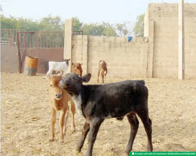  ?? ?? A male calf sells for between N400,000 and N500,000