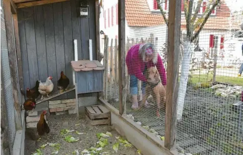  ?? Fotos: Sophia Huber ?? Die Hühner von Hühnerhalt­erin Martina Fischer aus Augsburg‰göggingen müssen wegen der Geflügelpe­st derzeit im Käfig bleiben: Ludwig, der junge ungarische Jagdhund der Familie Fischer, bewacht seine Chicks von außen.