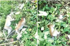  ?? — Bernama photo ?? The monkeys found dead in Paya Terubong, Penang in June this year, believed due to poisoning.