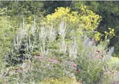  ?? DEBBIE ROOS ?? Native plants grow in a demonstrat­ion at Pollinator Paradise Garden in Pittsboro, North Carolina.