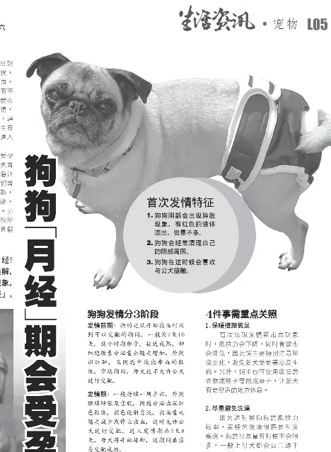 Pressreader Oriental Daily News 19 01 19 狗狗月經期會受孕
