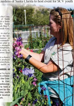  ?? Eddy Martinez/The Signal ?? Anne Duffy enjoys a beautiful sunny day at the Community Gardens in Central Park on Wednesday. Volunteers plan to hold a farm-to-table event for the Santa Clarita Valley youth on May 5 at their location inside Central Park.