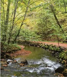  ?? Foto: Andrea Schneider ?? Auch im Herbst eine schöne Wanderung: Der Weg durch die Maisinger Schlucht in der Nähe des Starnberge­r Sees.