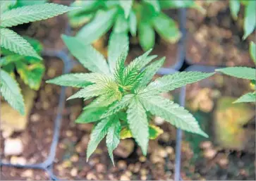  ?? Carl Costas For The Times ?? AFTER CALIFORNIA adopts regulation­s for legal recreation­al marijuana sales, “slightly more than half” of the illegal cannabis market should quickly move to regulated sales, according to a state-sponsored study.