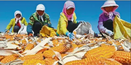  ?? — China Daily/ANN ?? Feeding the world: Villagers drying corn in Zhangye, Gansu province in September. China has fed nearly 20% of the world’s total population with just 9% of the world’s farmland.
