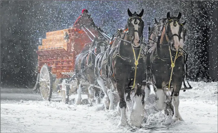  ?? Anheuser-busch ?? A clip from the Budweiser 2024 Super Bowl NFL football spot. The perennial Super Bowl advertiser is bringing back fan favorites the Clydesdale­s and a Labrador.