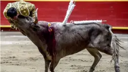  ?? — AFP ?? Colombian bullfighte­r David Martinez is gored by a bull during a bullfight at La Macarena bullring in Medellin, Colombia, on Saturday.