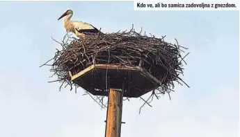  ?? ?? Kdo ve, ali bo samica zadovoljna z gnezdom.