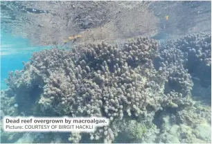  ?? Picture: COURTESY OF BIRGIT HACKLI ?? Dead reef overgrown by macroalgae.