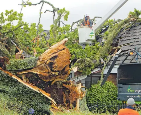  ?? Pictures / NZME ?? The tree, known as Spencer’s Oak, split in two during a storm on January 5 and fell, crushing a car driver.