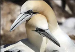  ?? ROBERT F. BUKATY — THE ASSOCIATED PRESS FILE ?? A mating pair of northern gannets nuzzle on Bonaventur­e Island off the Gaspe Peninsula in Quebec, Canada.