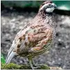  ?? BS THURNER HOF/CREATIVE COMMONS ?? The bobwhite quail was once one of Georgia’s most common birds, but because developmen­t and other factors, the population has declined by more than 85% since the 1960s.