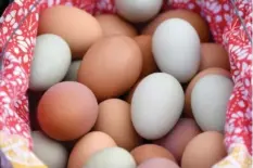  ??  ?? One of the benefits of raising chickens is the basket of eggs Erica Libby collects.