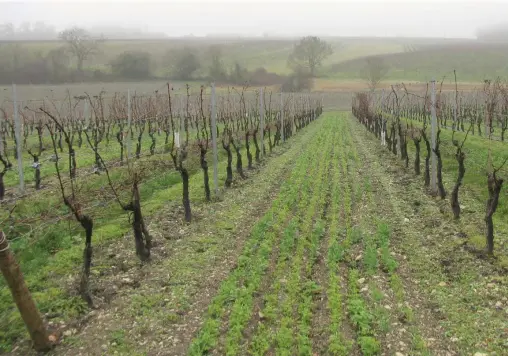  ?? | Nathan Adams ?? THE vineyards that surround the City of Cognac.