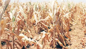  ?? ?? Zimbabwe’s farm produce that relies on natural rain was badly affected by the El Nino climatic conditions this season