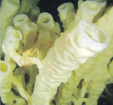  ??  ?? Glass sponge reefs on the B.C. coast filter ocean water and serve as habitat for marine creatures, but the reefs have little formal government protection, Monique Keiran writes.