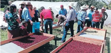  ?? FOTO: EL HERALDO ?? Unos 14 mil productore­s de la zona central accedieron a créditos para fertilizar fincas y cubrir costos.