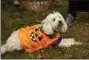  ?? SUBMITTED PHOTO ?? A Tibetan Terrier, named Chelsea, dressed as a pumpkin at the 2018 Bark For Life.