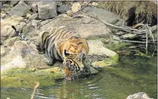  ?? [DEAN FOSDICK VIA AP] ?? A tiger drinks at a waterhole at Ranthambor­e National Park in northern India.