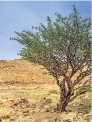  ?? iSTOCK ?? SWEET AIR: A frankincen­se tree in the desert near Salalah, above, and frankincen­se after it is harvested, right