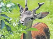  ?? RP-FOTO: BUSCH ?? Beliebtes Ziel für Ausflügler ist das Wildgehege, das die Stadt Viersen betreibt – hier ein Damhirsch.