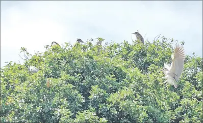  ??  ?? Aves muertas, pescados, huevos, además de materia fecal llenan los patios de los vecinos. Las aves de humedales anidan y se reproducen en los árboles del barrio Virgen de la Asunción.