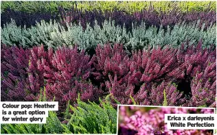  ?? ?? Colour pop: heather is a great option for winter glory
