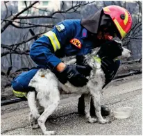  ??  ?? Safe: A dog rescued from a burning house