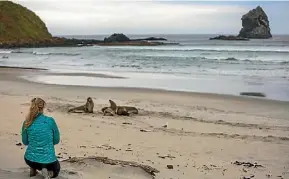  ?? LIZ CARLSON ?? Watching the sea lions fighting at Sandfly Bay.