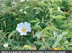  ?? ?? March is a good time to prune rose bushes, if you haven’t already done so, taking each stem back to a strong bud lower down.