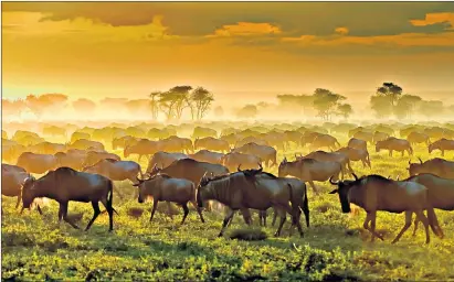  ??  ?? The Serengeti’s wildebeest migration is a remarkable sight – especially with a former tennis ace joining the observers