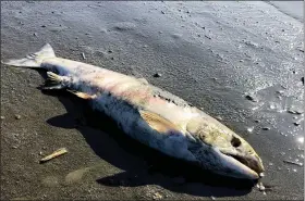  ?? PETER WESTLEY — UNIVERSITY OF ALASKA FAIRBANKS VIA AP ?? This shows the carcass of a chum salmon along the shore of the Koyukuk River near Huslia, Alaska, in July 2019. July 2019was the hottest month ever recorded in the state.