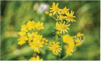  ??  ?? Un Séneçon en fleur produit 50 000 à 200 000 graines par an.