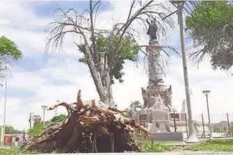  ??  ?? Raíces de árbol seco permanecen en el lugar que las autoridade­s descuidan