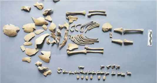  ?? J. L. Larrión / Gobierno de Navarra ?? Restos óseos de uno de los bebés hallados en Navarra.
