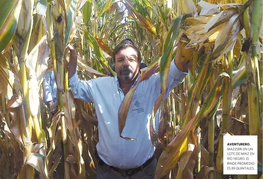  ??  ?? AVENTURERO. MAZZIERI EN UN LOTE DE MAIZ EN RIO NEGRO. EL RINDE PROMEDIO ES 89 QUINTALES.