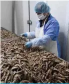  ?? — AFP ?? DURRES, Albania: A workers sorts through anchovies at a fish factory on March 28, 2020.