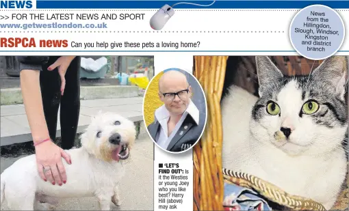  ??  ?? n ‘LET’S FIND OUT’: Is it the Westies or young Joey who you like best? Harry Hill (above) may ask