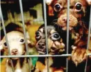  ?? SUN-TIMES FILES ?? Chihuahuas rescued from a suspected puppy mill in Peotone.