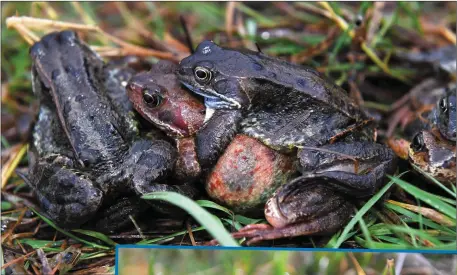  ??  ?? ABOVE: One lucky male clings on for dear life during the great frog mating scene at a location on the North Kerry coast this week.