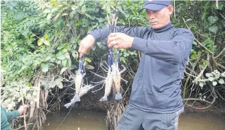  ??  ?? Prawns in Kong Huay Rang, Trat.